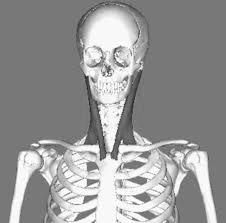 Skelton showing neck tendons