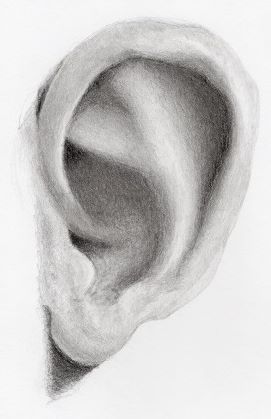Completed Ear drawing