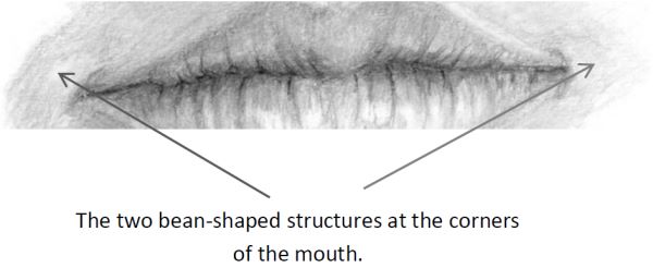 Mouth drawing showing bean shadings