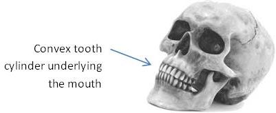 Skull showing mouth and teeth
